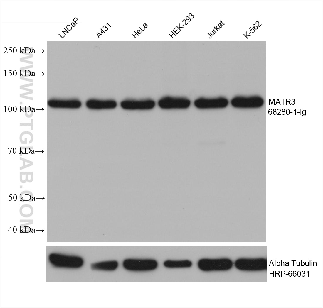 WB analysis using 68280-1-Ig (same clone as 68280-1-PBS)