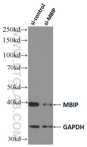 WB analysis of HEK-293 using 66102-1-Ig