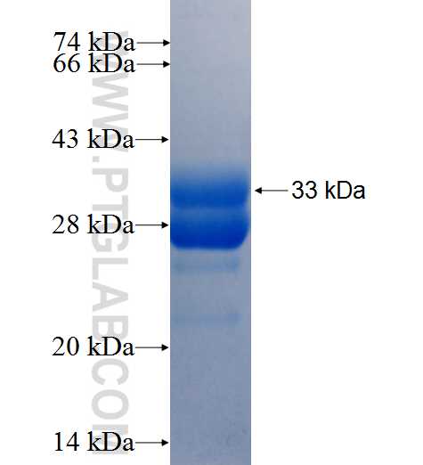 MBOAT7 fusion protein Ag24466 SDS-PAGE