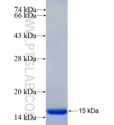 MC4R fusion protein Ag24618 SDS-PAGE