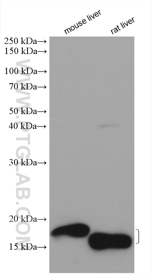 WB analysis using 16499-1-AP