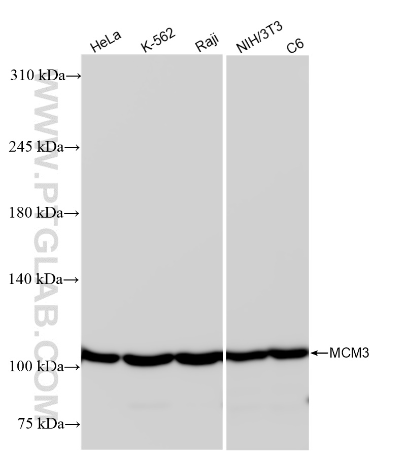 WB analysis using 84792-5-RR (same clone as 84792-5-PBS)