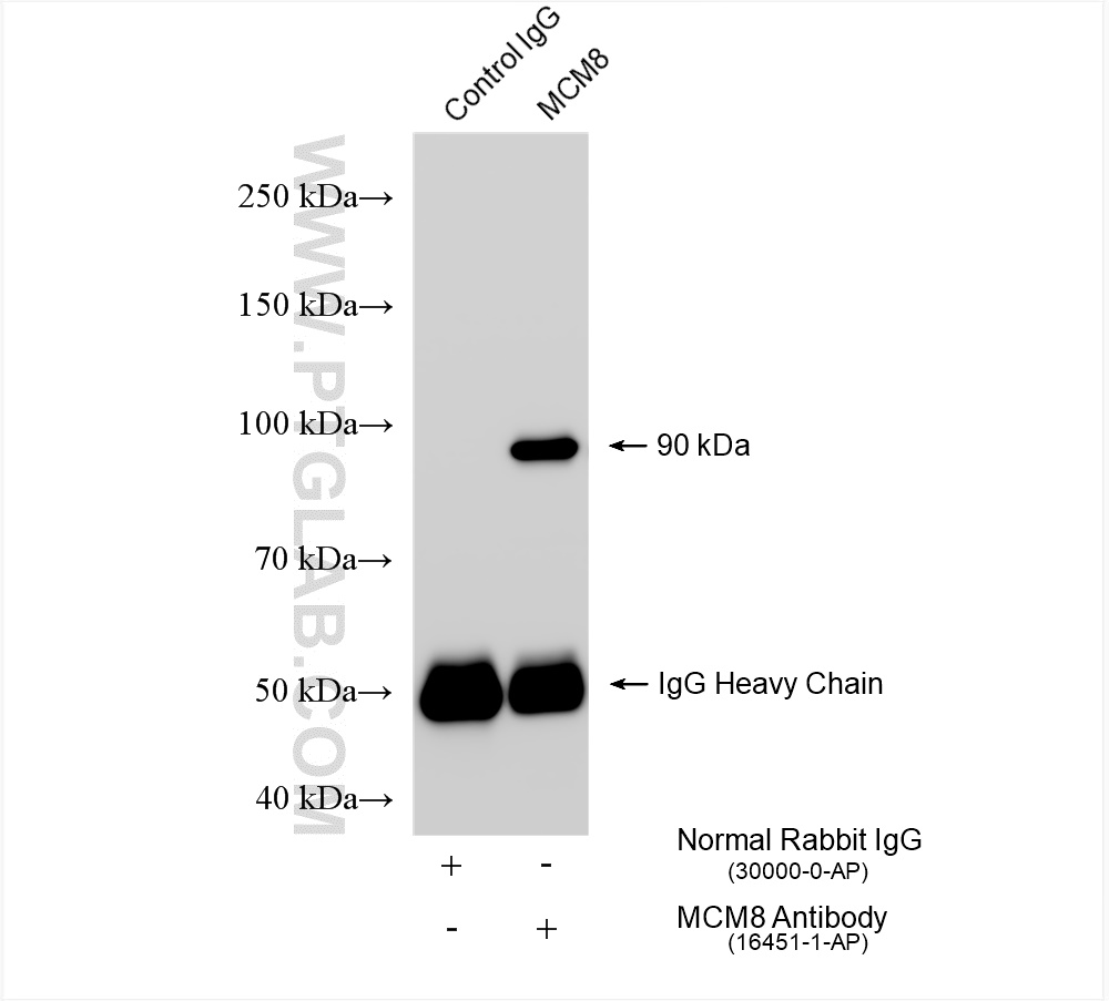 IP experiment of NIH/3T3 using 16451-1-AP