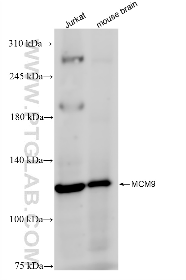 WB analysis using 83587-1-RR