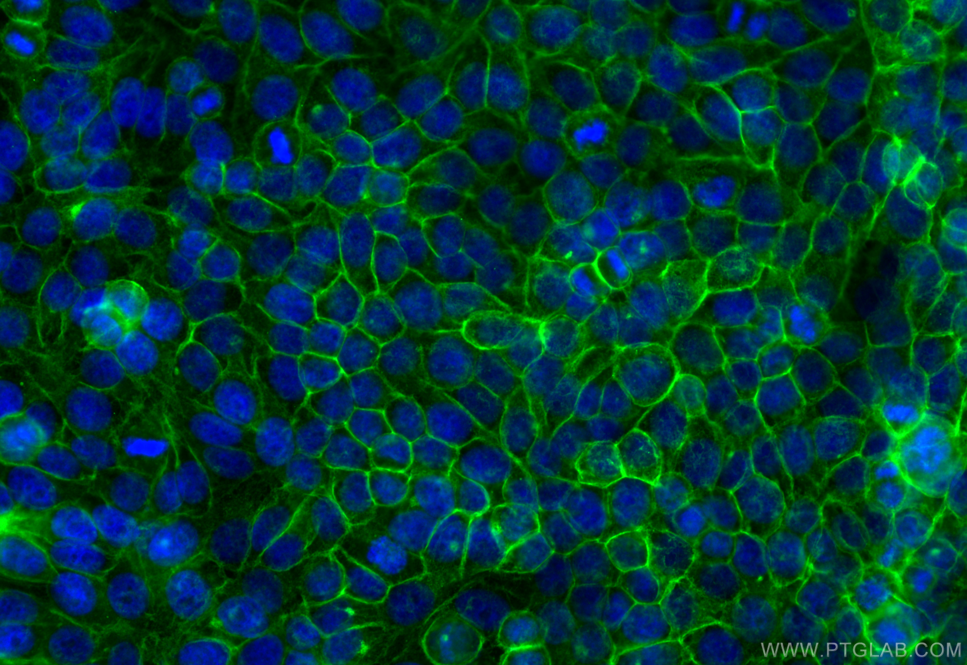 IF Staining of HepG2 using CL488-22787