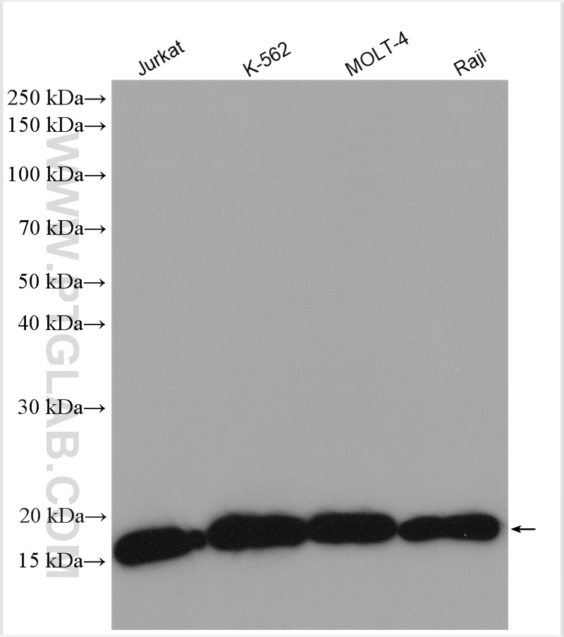 WB analysis using 14984-1-AP