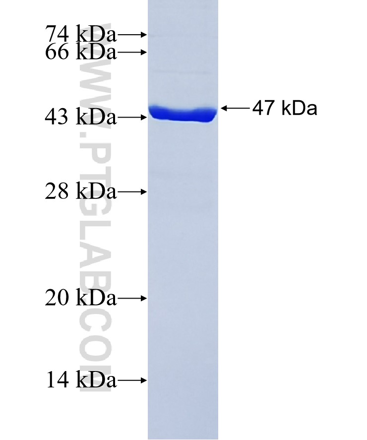 MCTS1 fusion protein Ag6968 SDS-PAGE