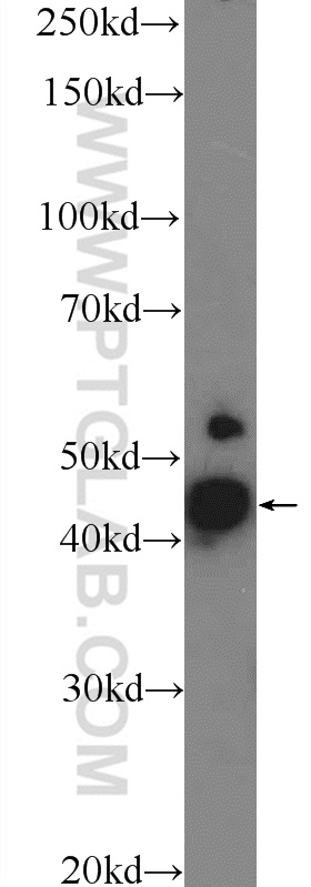 WB analysis of mouse brain using 24948-1-AP