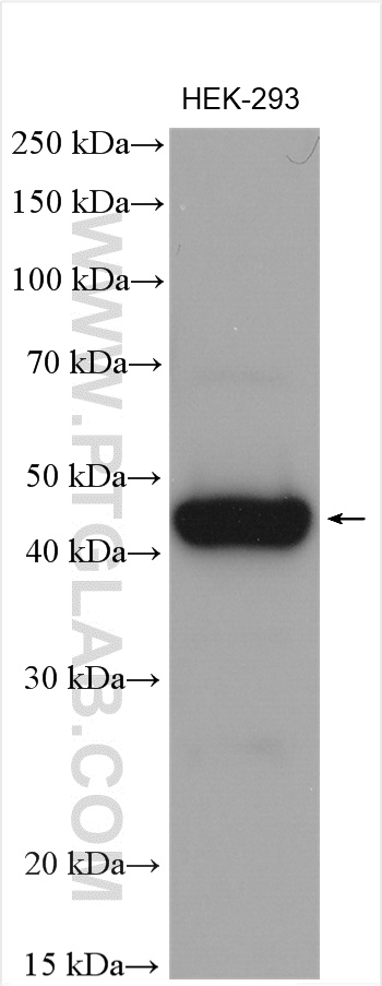 WB analysis of HEK-293 using 24948-1-AP