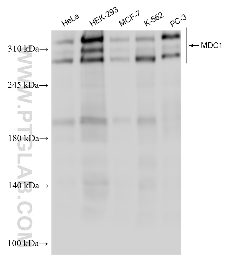 WB analysis using 83496-1-RR