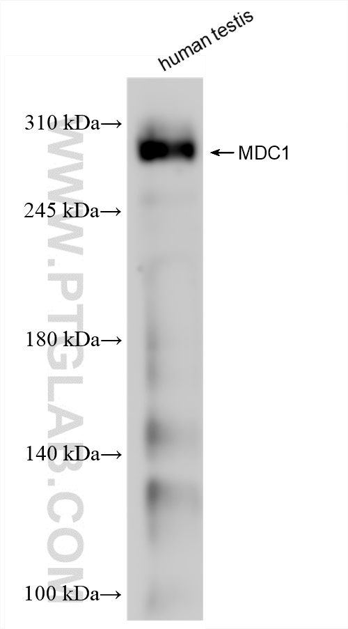 WB analysis of human testis using 83496-1-RR