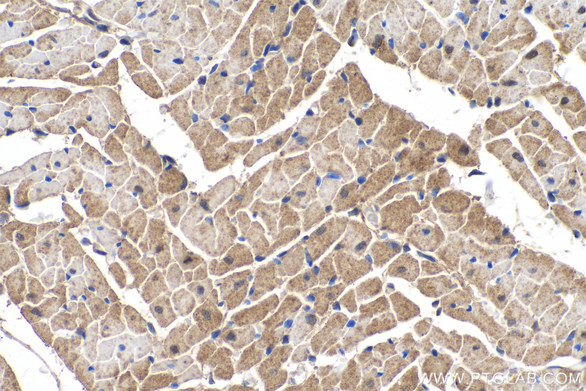 IHC staining of rat heart using 66505-1-Ig