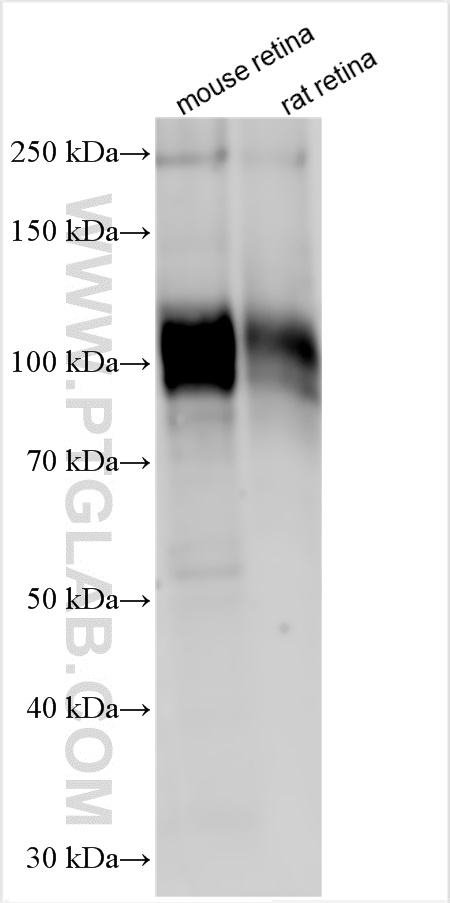 WB analysis using 17575-1-AP