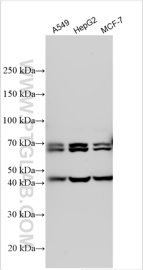 WB analysis using 27883-1-AP