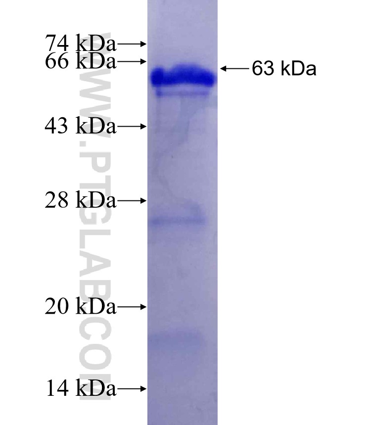 MDM4 fusion protein Ag26678 SDS-PAGE