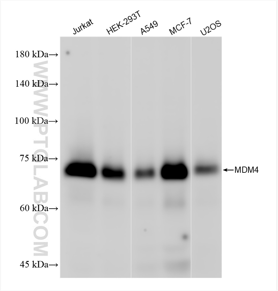 WB analysis using 84534-5-RR (same clone as 84534-5-PBS)