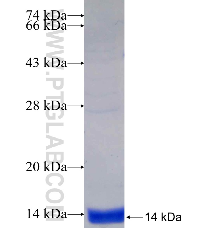 ME023715-1 fusion protein Ag29753 SDS-PAGE