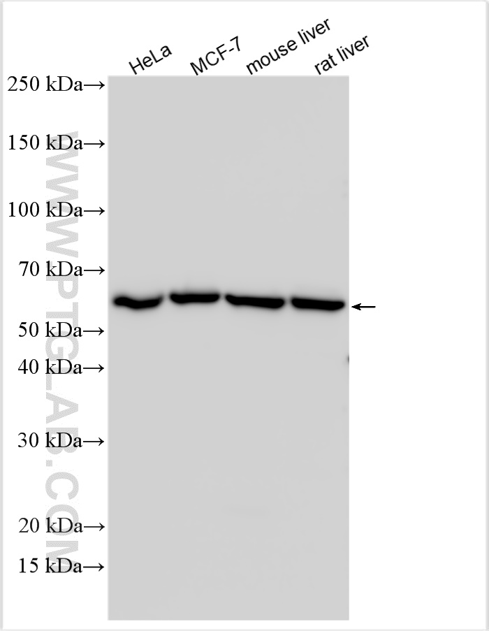 WB analysis using 16619-1-AP