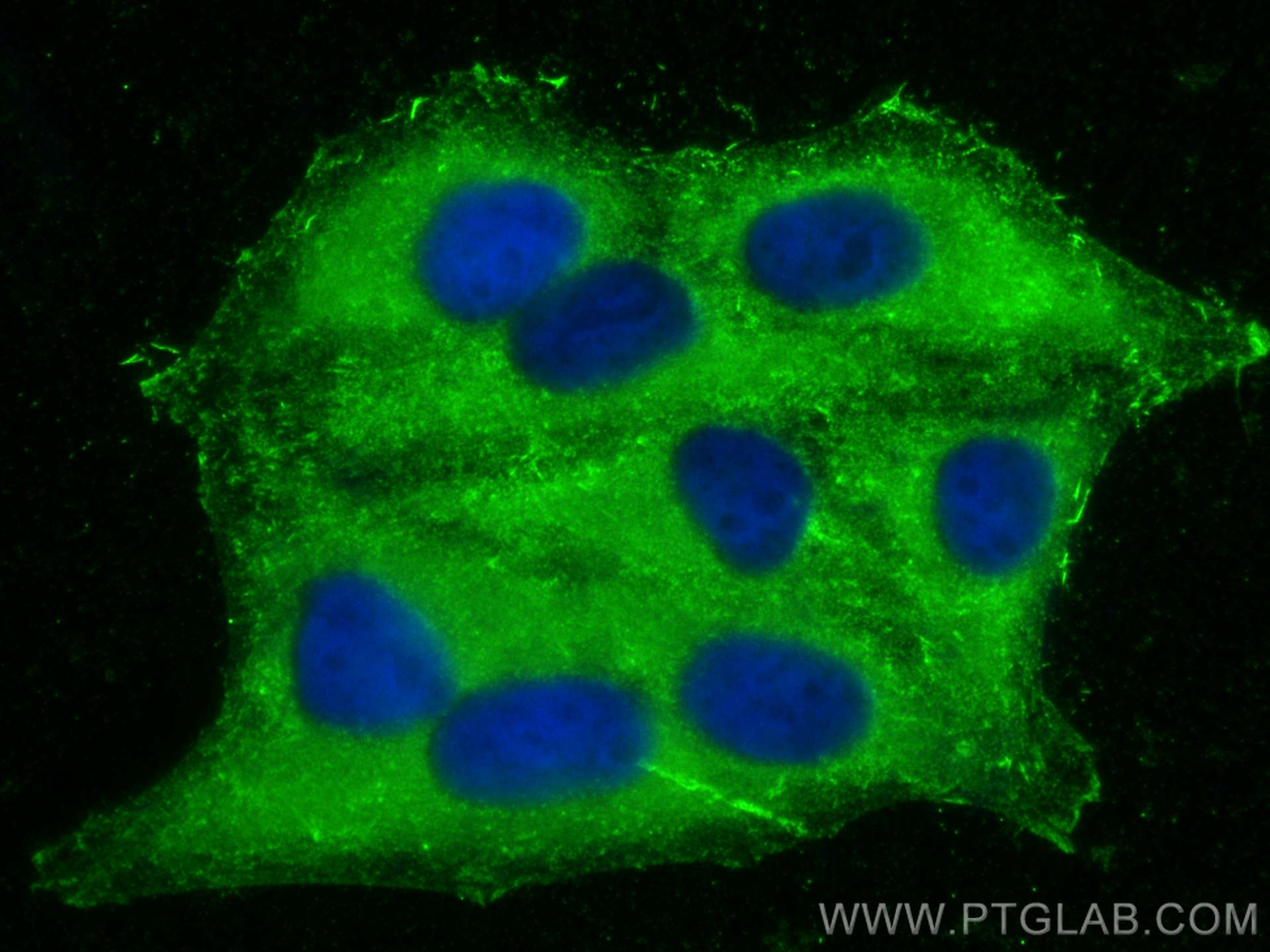 IF Staining of HepG2 using 68117-1-Ig