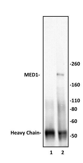 MED1 antibody (pAb) tested by Immunoprecipitation. 10 ul of MED1 antibody was used to immunoprecipitate MED1 from 250 ug of HeLa nuclear cell extract (lane 2). 10 ul of rabbit IgG was used as a negative control (lane 1). The immunoprecipitated protein was detected by Western blotting using the MED1 antibody at a dilution of 1:2,000.