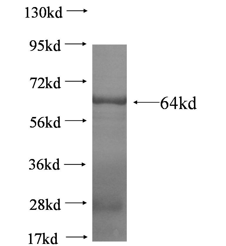 MED23 fusion protein Ag5346 SDS-PAGE