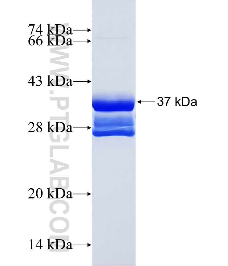 MEGF10 fusion protein Ag18716 SDS-PAGE