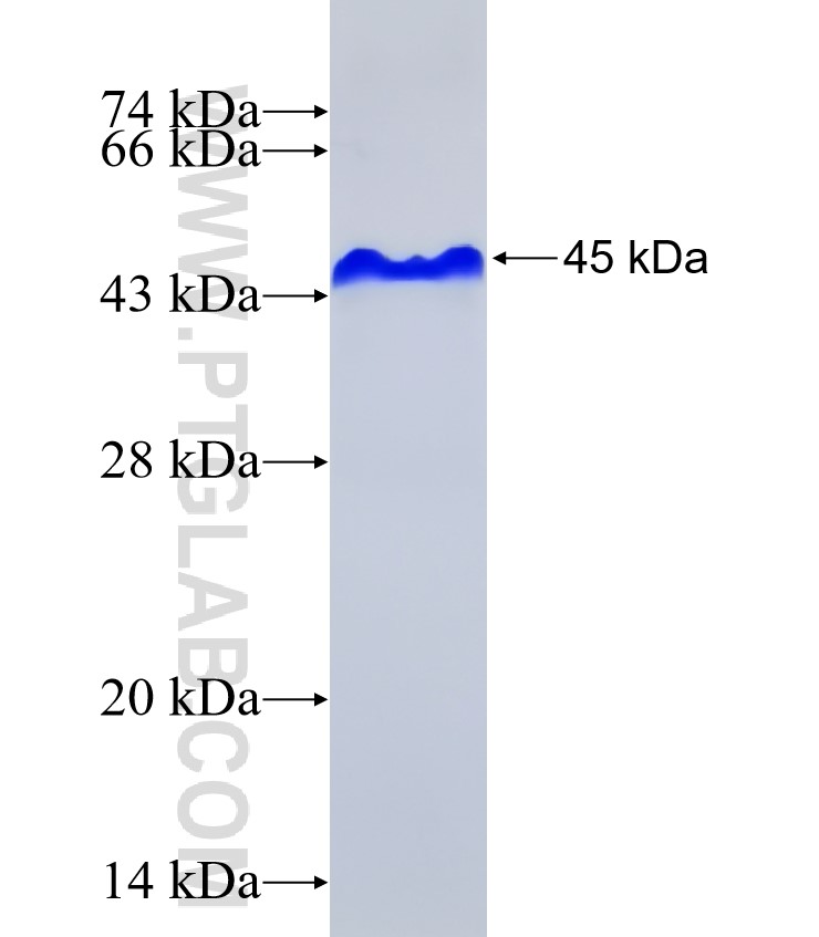 MEGF9 fusion protein Ag31966 SDS-PAGE