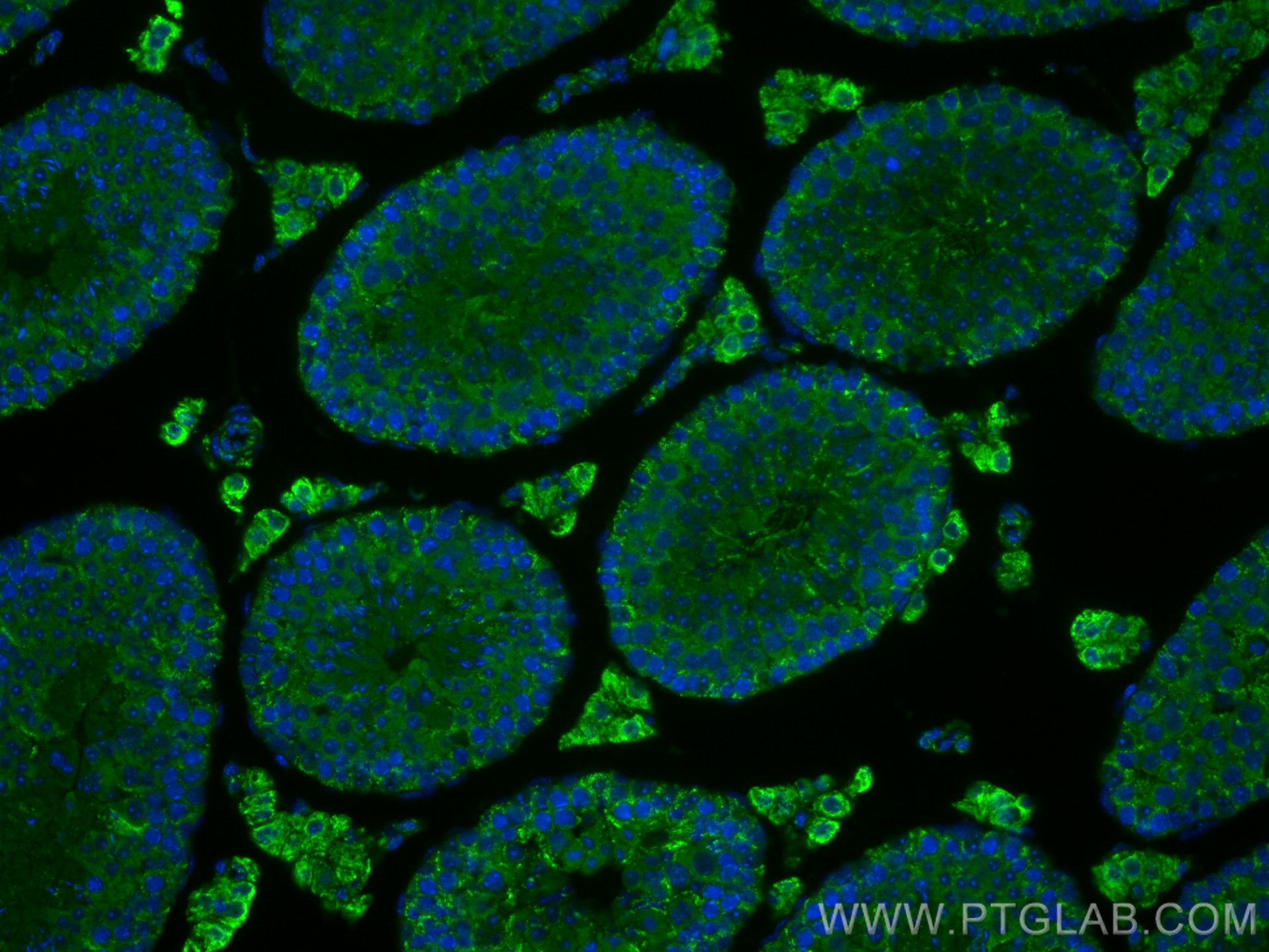 IF Staining of mouse testis using 29892-1-AP