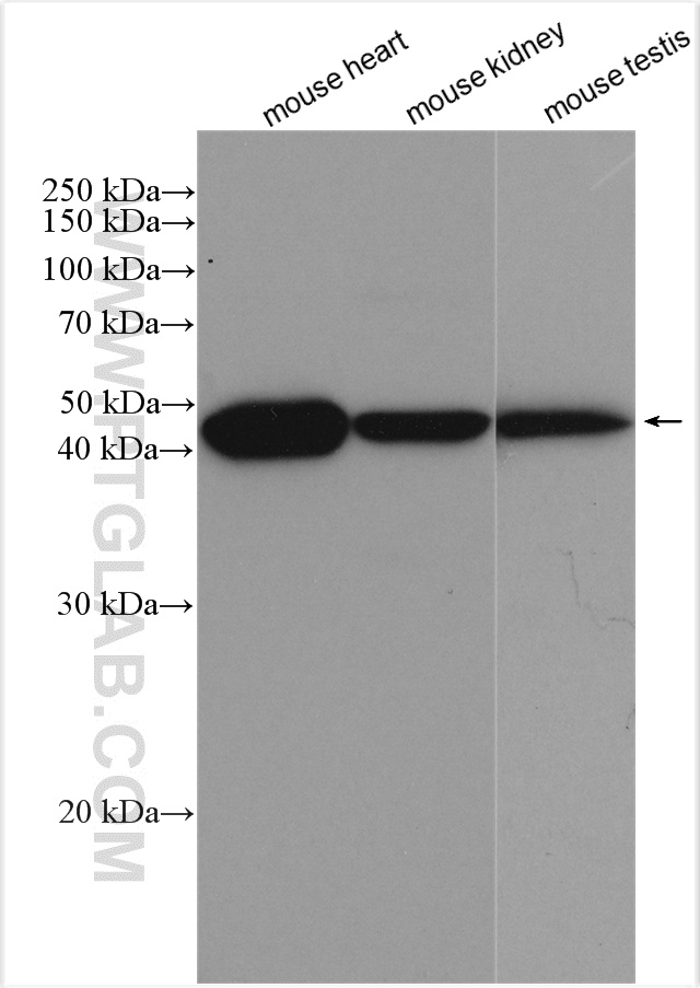 WB analysis using 29892-1-AP