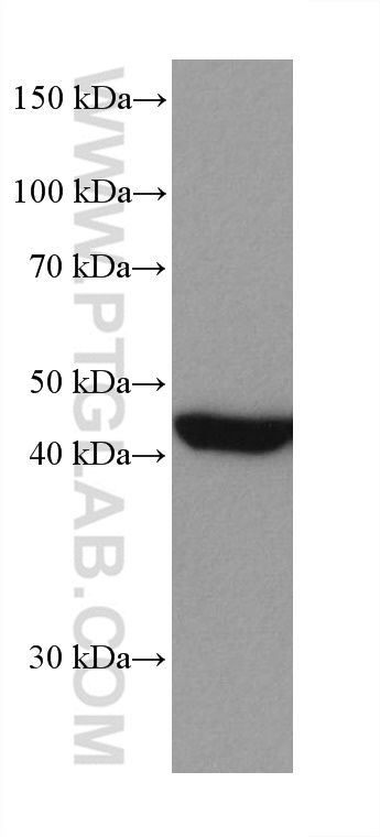 WB analysis of A431 using 67872-1-Ig