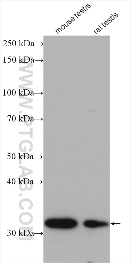 WB analysis using 14604-1-AP