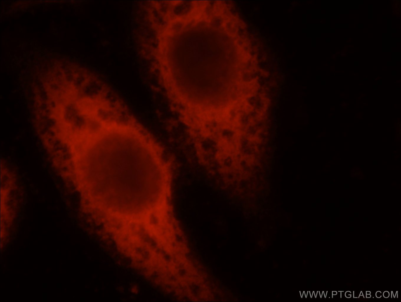 IF Staining of HepG2 using 23256-1-AP