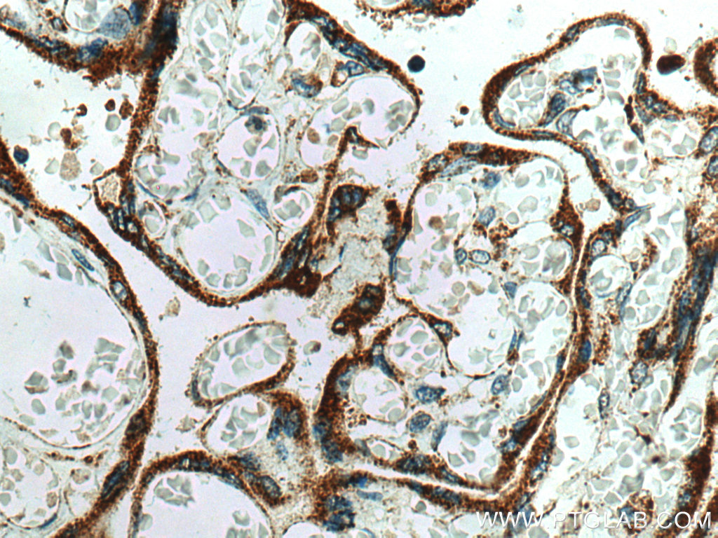 IHC staining of human placenta using 10958-1-AP