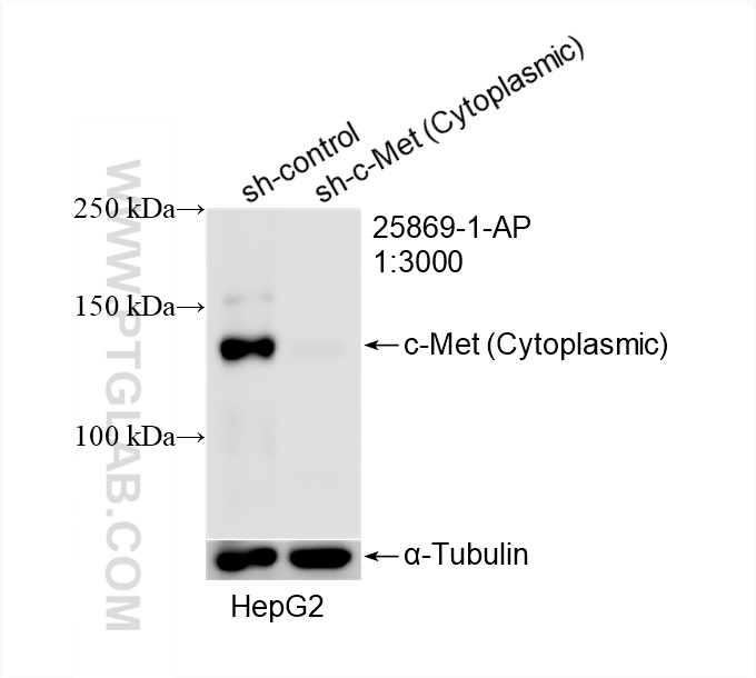 WB analysis of HepG2 using 25869-1-AP