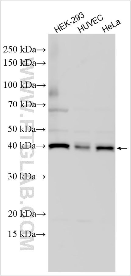 WB analysis using 28702-1-AP