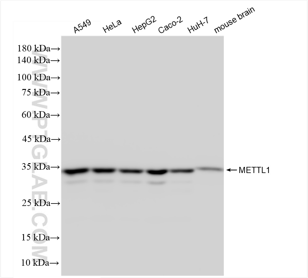 WB analysis using 84272-1-RR