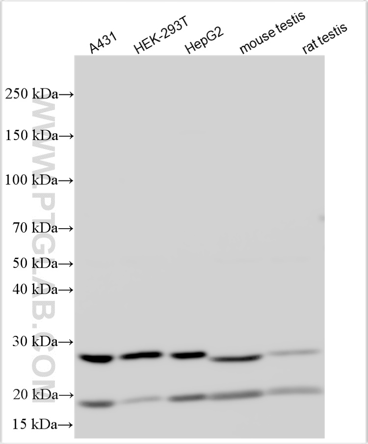 WB analysis using 17184-1-AP