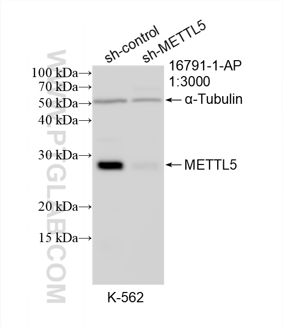 WB analysis of K-562 using 16791-1-AP