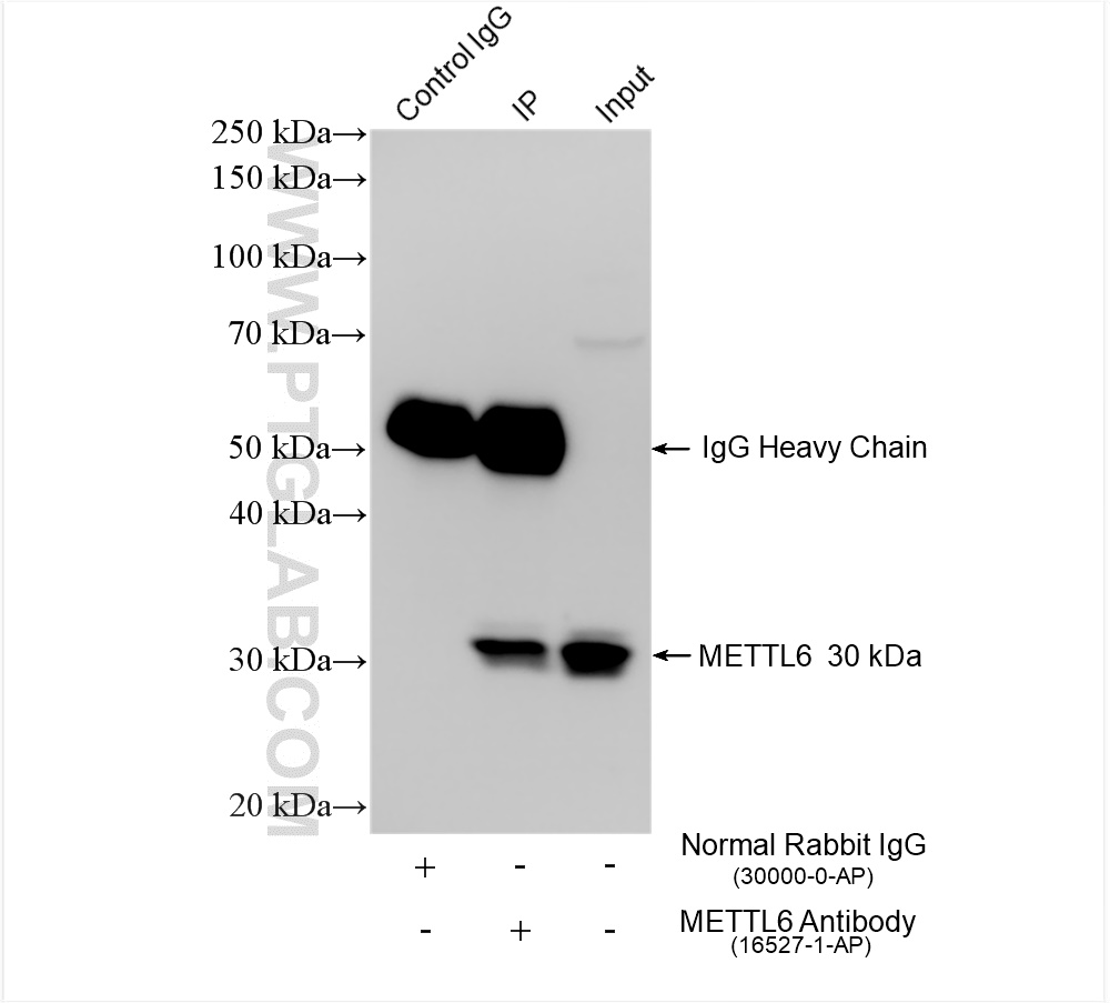 IP experiment of MCF-7 using 16527-1-AP