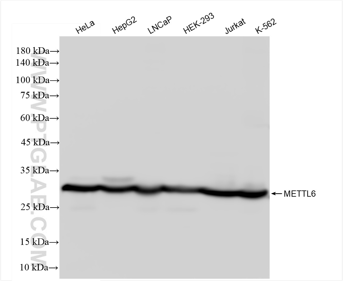 WB analysis using 84209-4-RR (same clone as 84209-4-PBS)