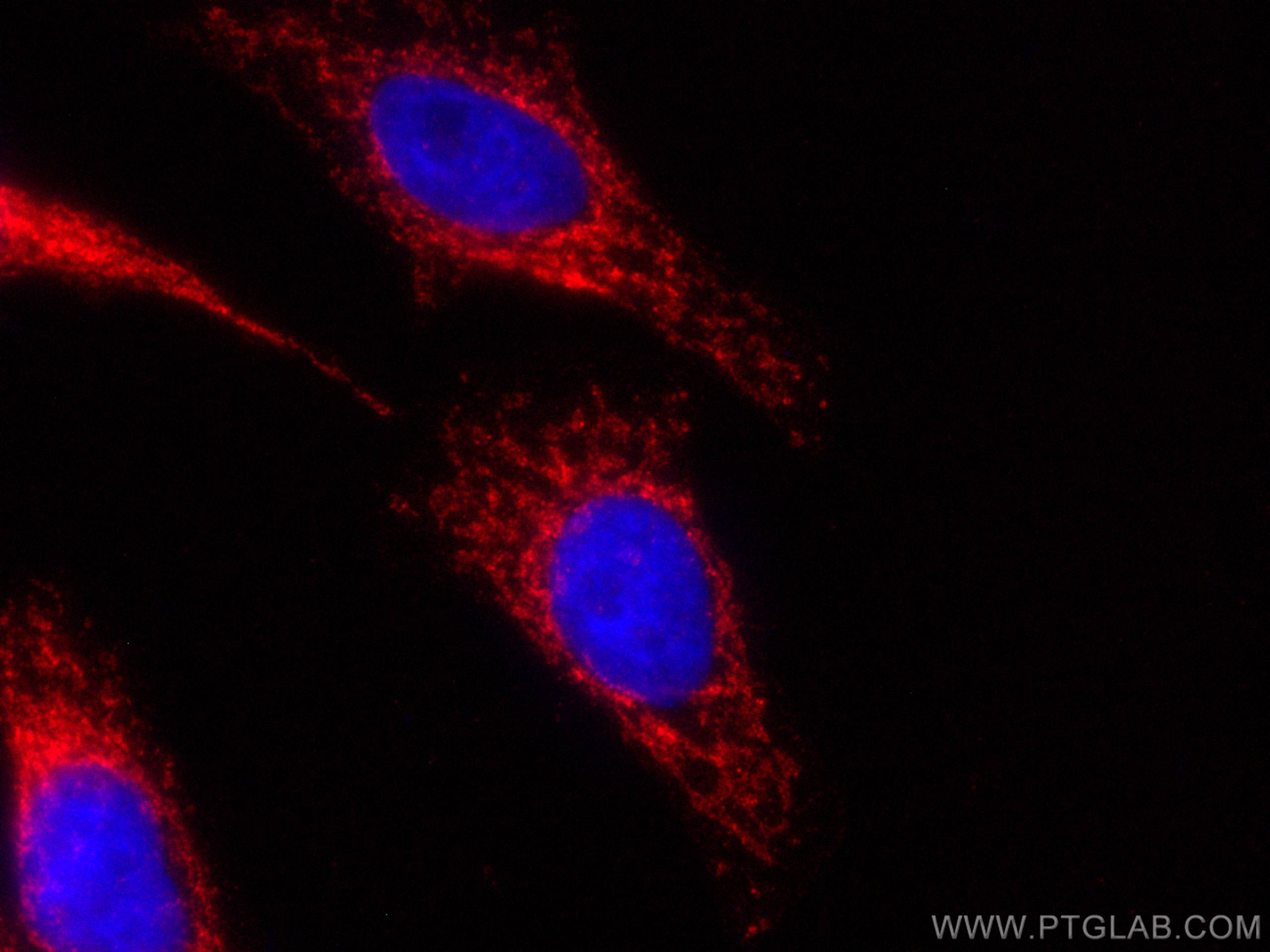 IF Staining of HepG2 using CL594-66776