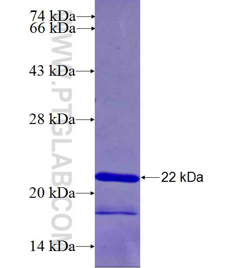 MFSD6L fusion protein Ag26894 SDS-PAGE