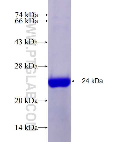 MGC12966 fusion protein Ag27448 SDS-PAGE