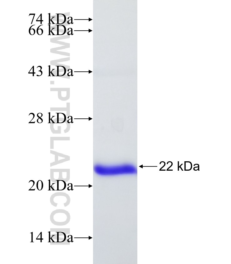 MIB1 fusion protein Ag31300 SDS-PAGE