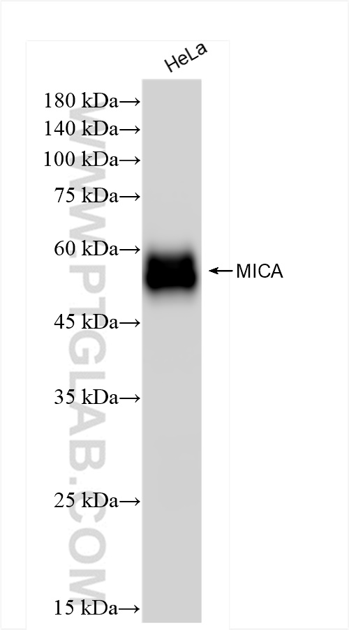 WB analysis of HeLa using 84850-5-RR (same clone as 84850-5-PBS)