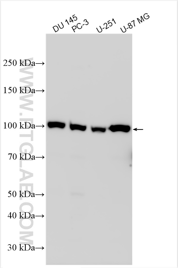 WB analysis using 13965-1-AP