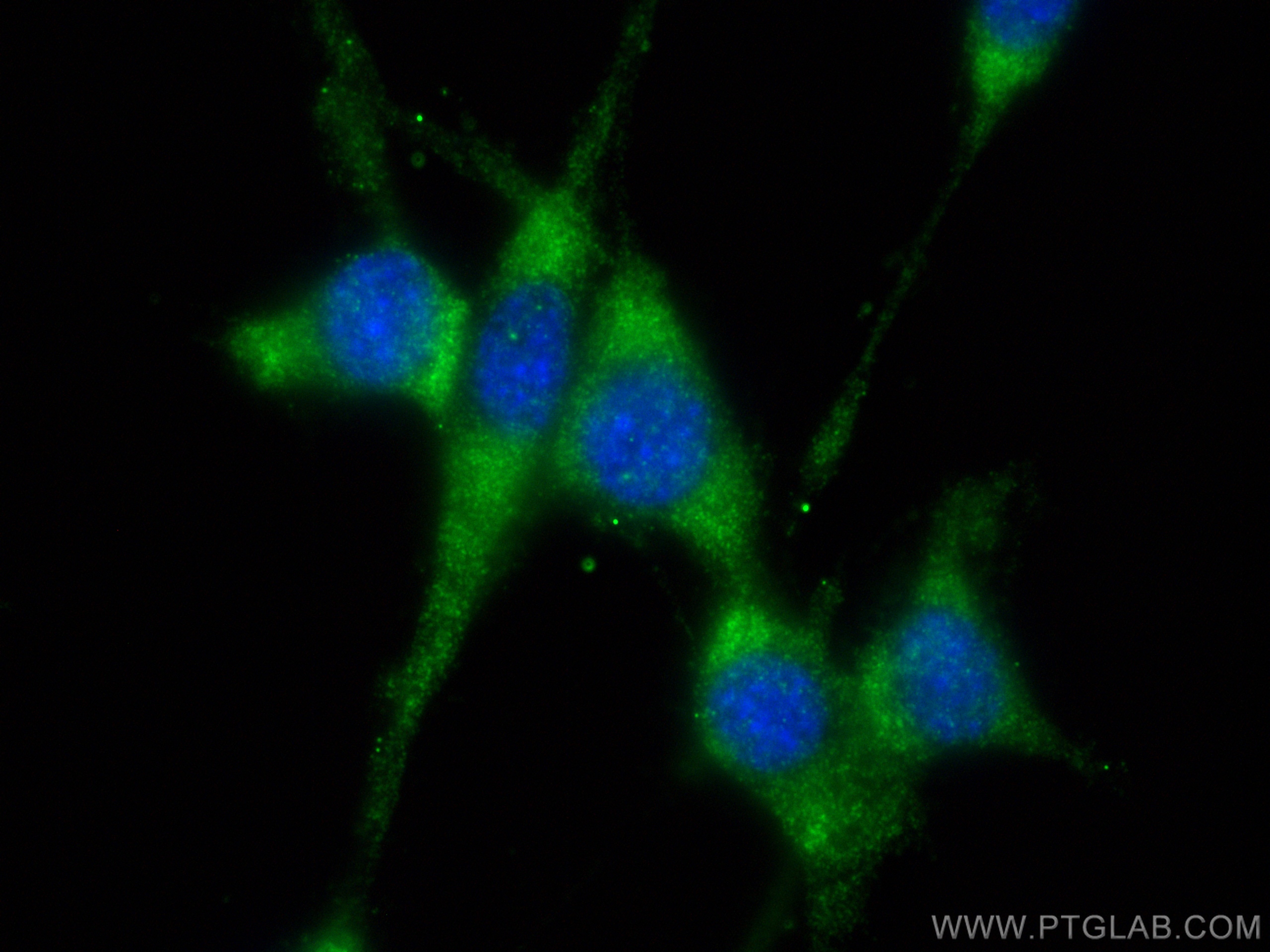 IF Staining of NIH/3T3 using 83199-2-RR