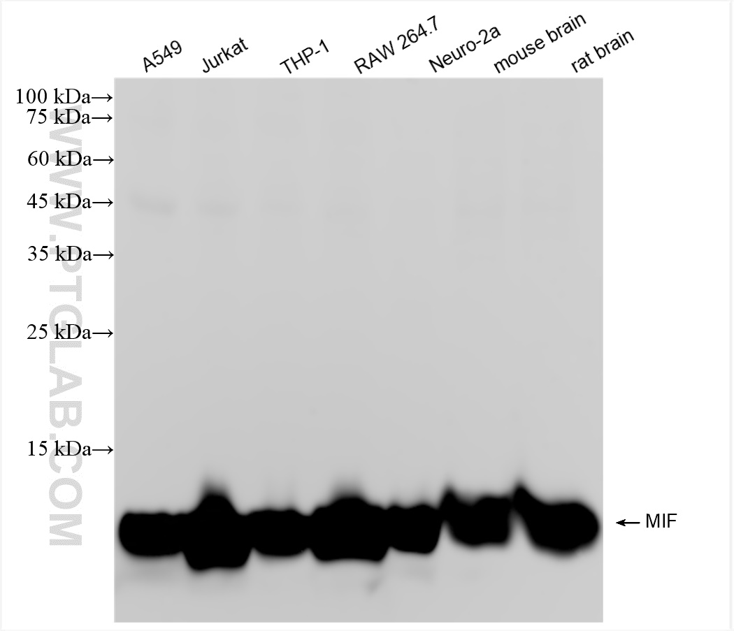 WB analysis using 83199-2-RR