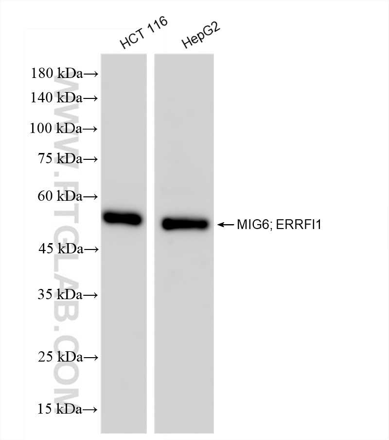 WB analysis using 83475-2-RR