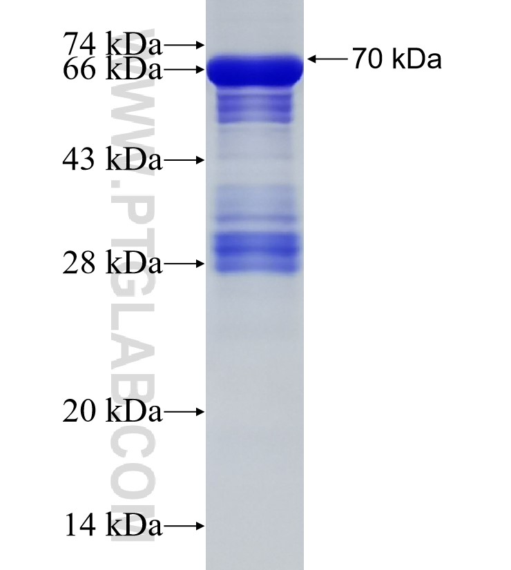 MIG6; ERRFI1 fusion protein Ag33341 SDS-PAGE